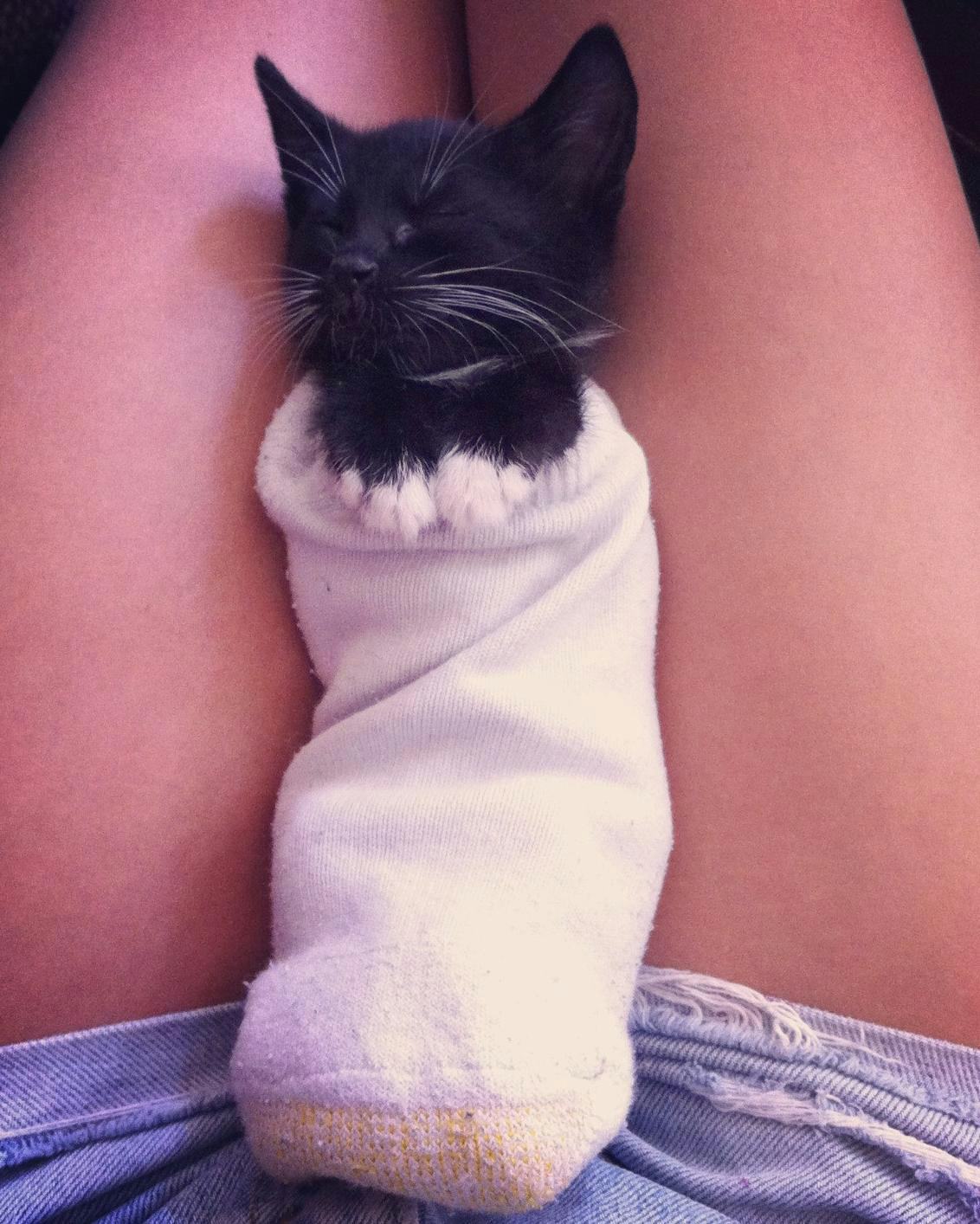 Tiny Kittens Wearing Baby Socks Might Be The Cutest Trend In History