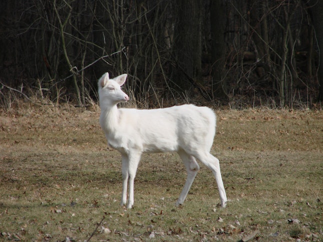 11-Year-Old Hunter Kills a Rare Albino Deer, But Why Is Everyone ...