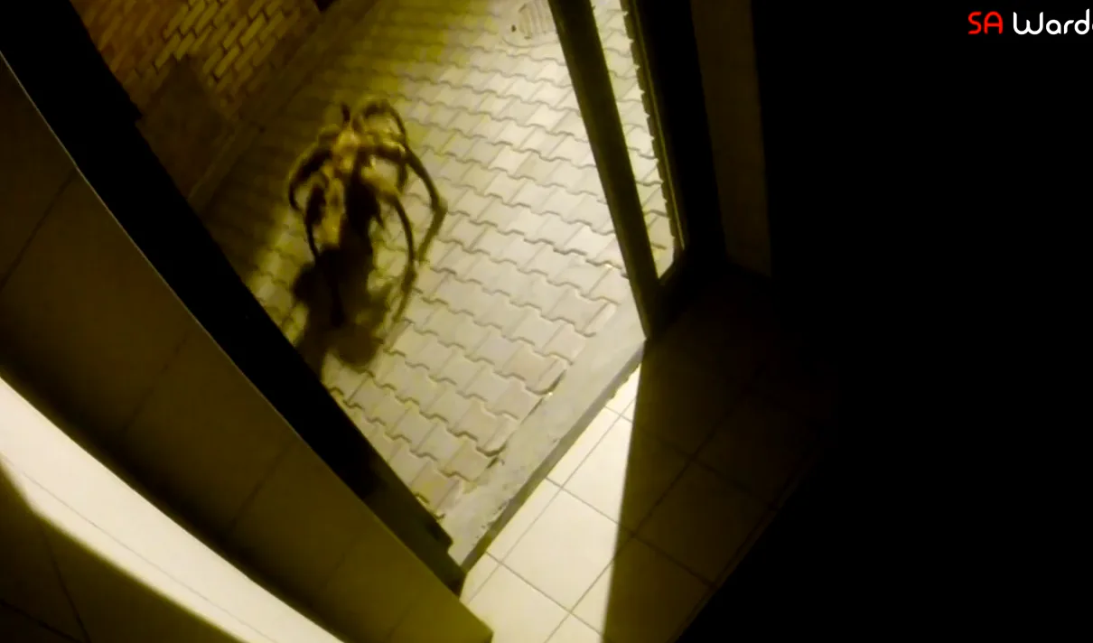 dog dressed as spider video