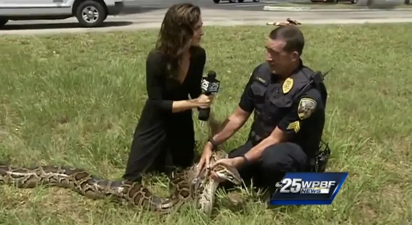 The Cat-Eating, 12-Foot Python Terrorizing Florida Has Finally Been ...