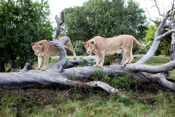 lion and safari park death