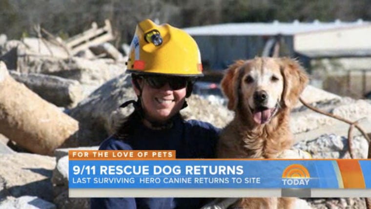 Photos Of The Last 9/11 Rescue Dog Visiting Ground Zero Are Heartbreaking