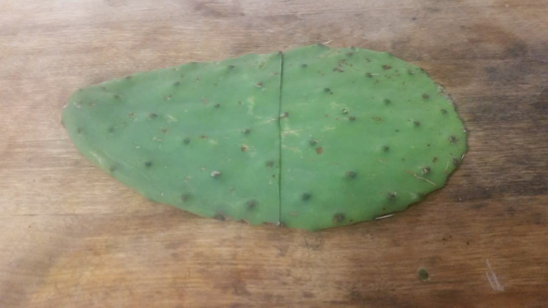 How To Use Cactus For Skin & Hair That's Perfectly Moisturized