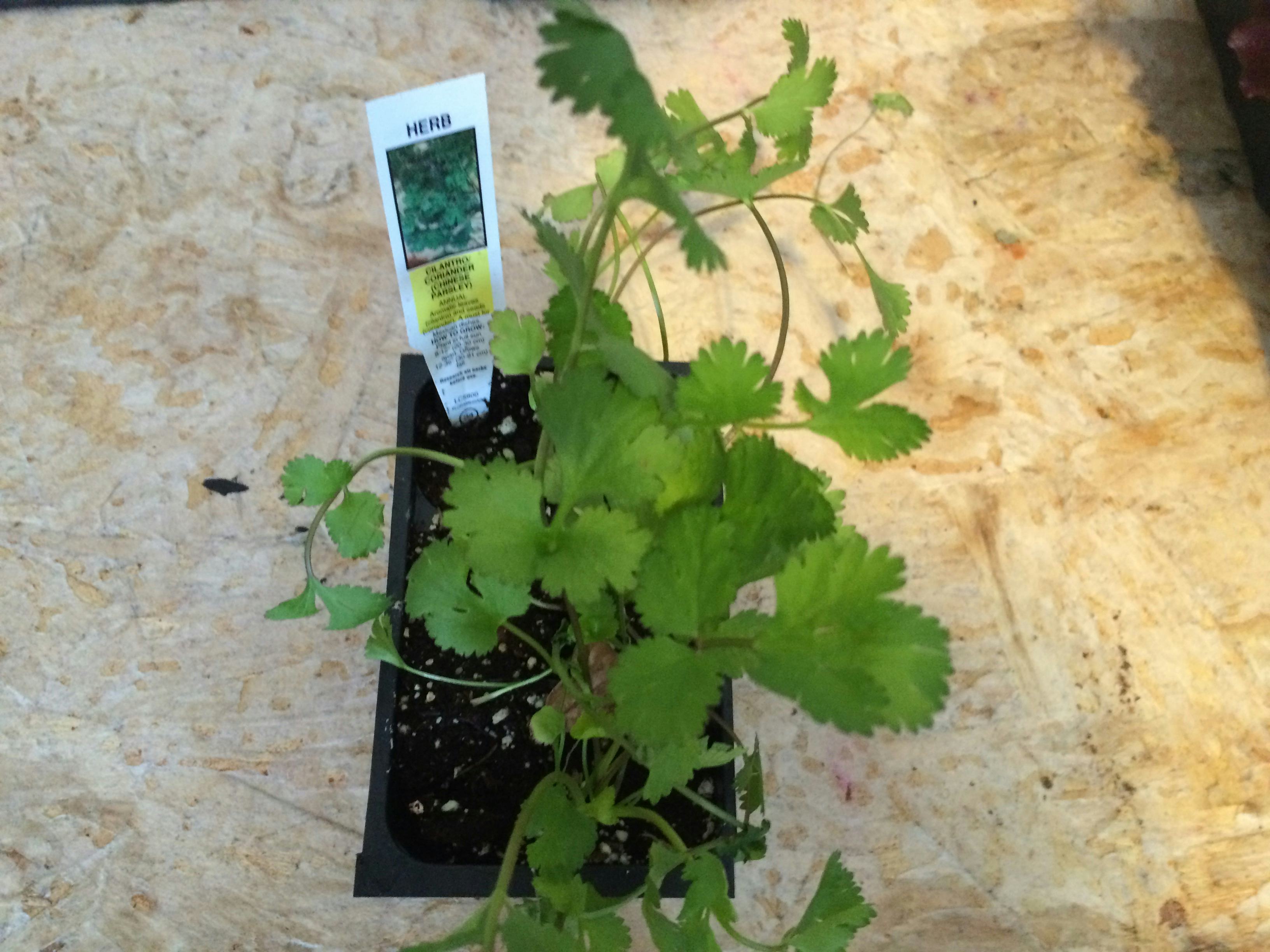 These Cilantro Face Masks Are The Perfect Treat For A Cinco De Mayo