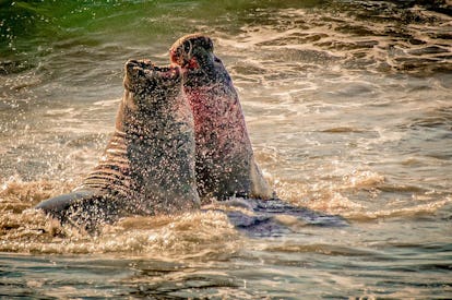 Is The Alpha Male A Myth? The Science Behind The Concept, Explained Is The Alpha Male A Myth? The Science Behind The Concept, Explained
