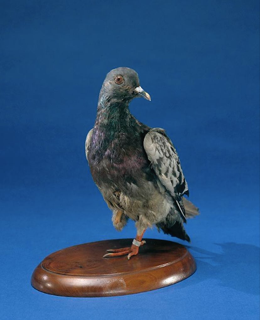 9 Surprisingly Famous Animals From History