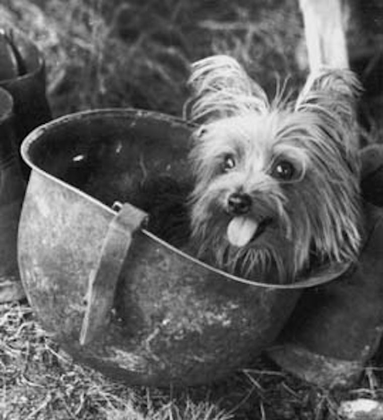 9 Surprisingly Famous Animals From History