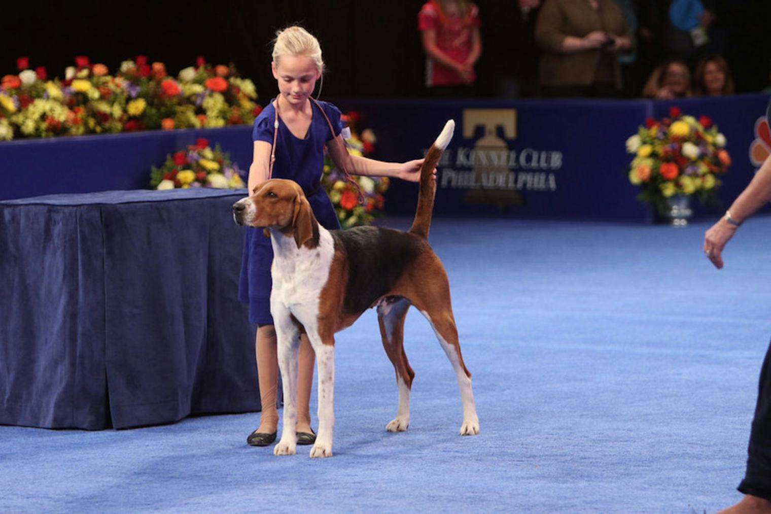'The National Dog Show' Winner & Other TrophyWorthy Pups from the