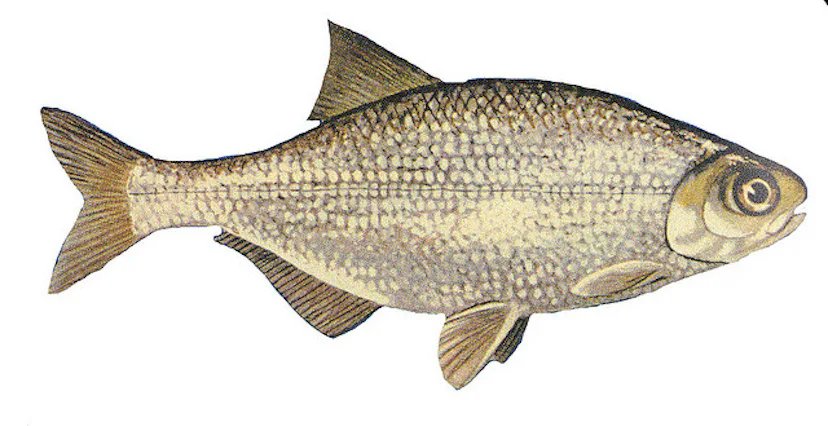 Gotty Fish What Does Fish Mooney's Name Mean on 'Gotham'? It Could Hold Clues To ...