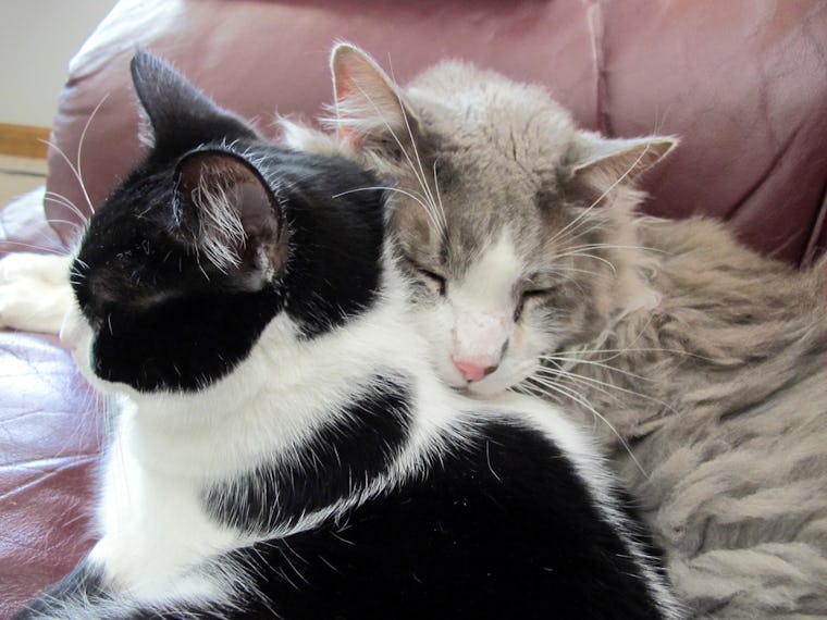 On Hug Your Cat Day, 17 Heartwarming Photos And GIFs That Prove Cats ...