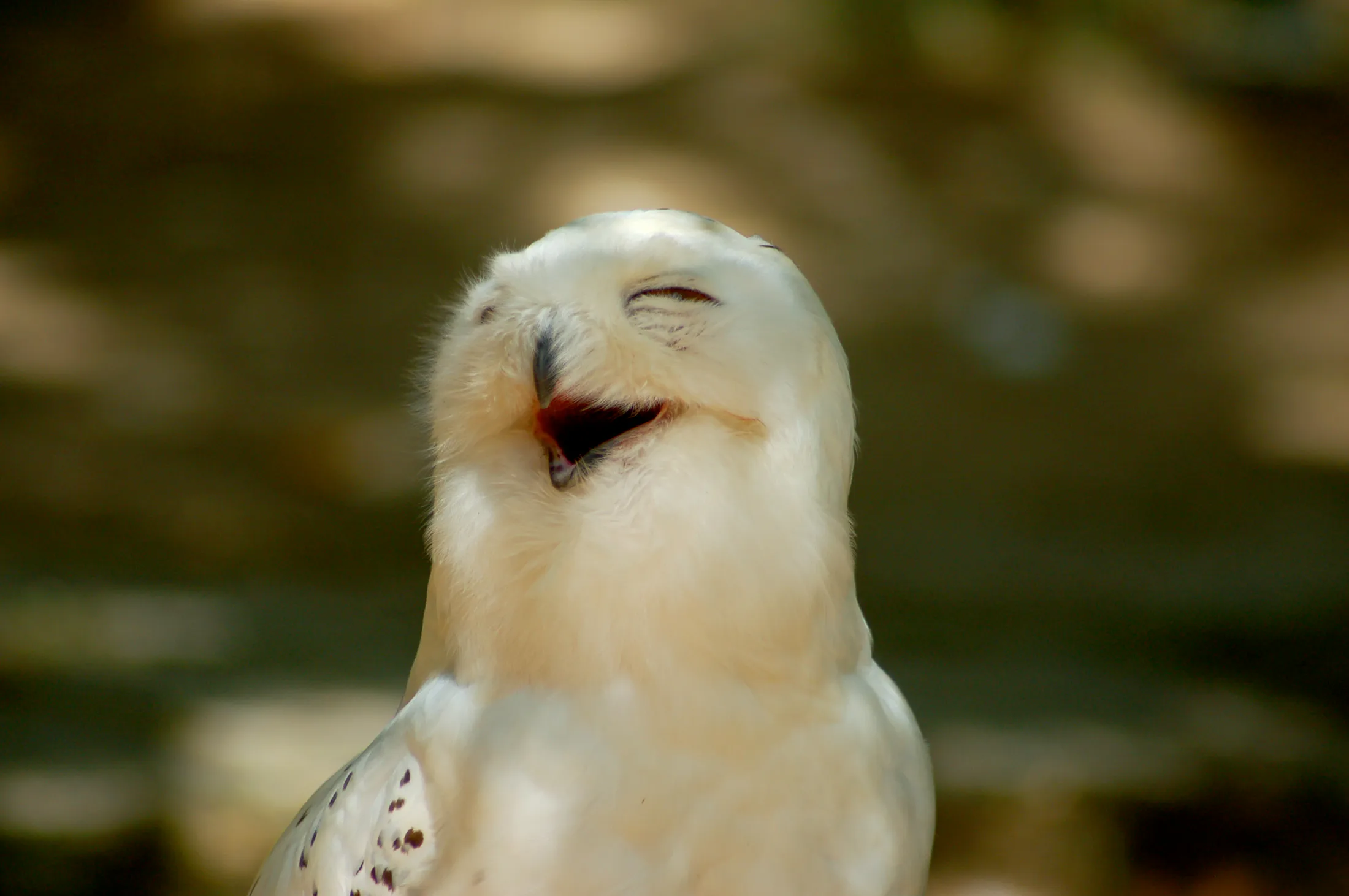 It's World Smile Day, So Celebrate With 16 Smiling Animals Who Are Just ...