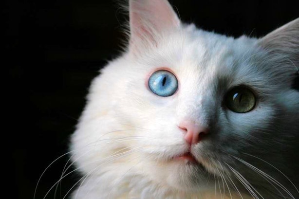 11 Cat Quotes To Celebrate National Cat Day Because Felines Are The ...