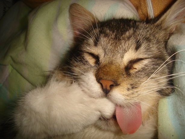 11 Cat Quotes To Celebrate National Cat Day Because Felines Are The