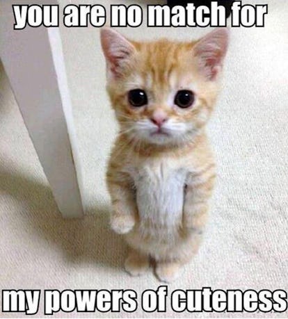 14 Cat Memes That Will Help You Celebrate The Best Day Of The Year National Cat Day 14 Cat Memes That Will Help You Celebrate The Best Day Of The Year National Cat Day