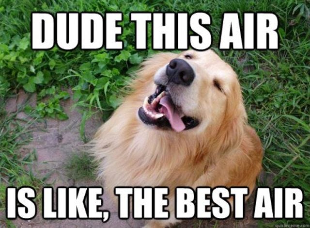 11 National Dog Day Memes That Are Just As Hilarious As They Are Cute