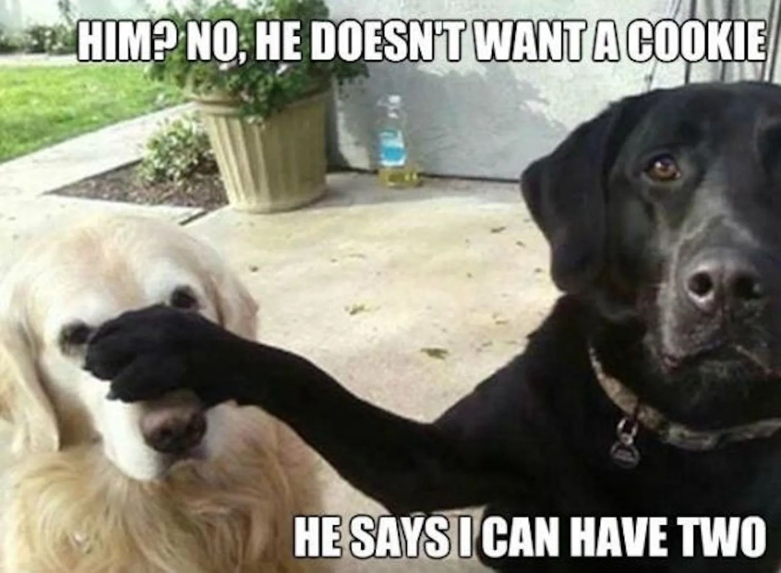 National Cookie Day Memes That Are Perfect For Celebrating This