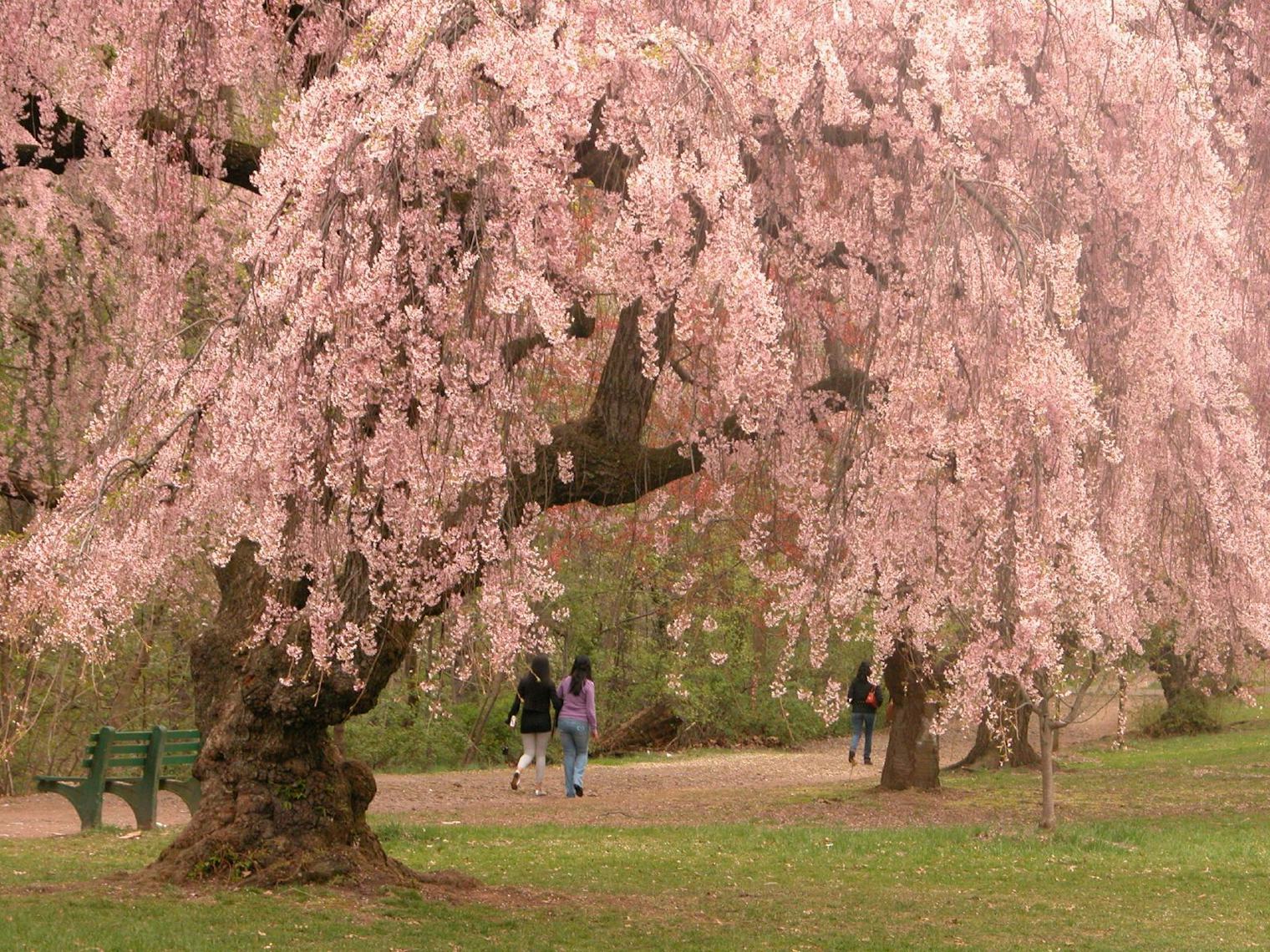 8 Best Places To See Cherry Blossoms This Spring, Because Washington, D