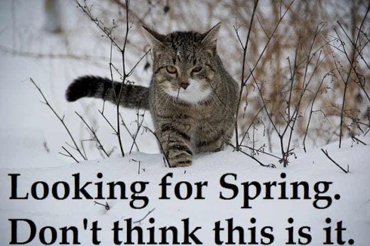 First Day Of Spring 2025 Meme