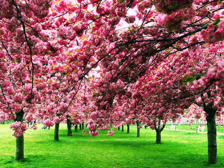 8 Best Places To See Cherry Blossoms This Spring, Because Washington, D