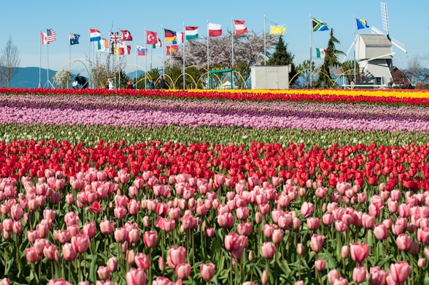 8 Spring Festivals In America That You Have To Attend At Least Once In ...