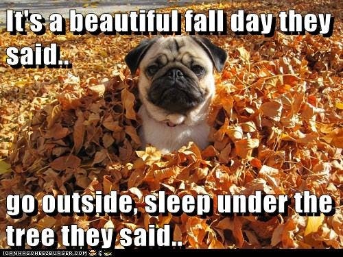 7 Funny Fall Memes To Share On Facebook That Celebrate The First Day Of