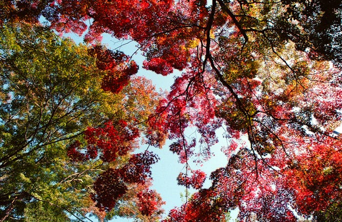 10 Autumn Quotes To Get You Excited About the First Day of Fall