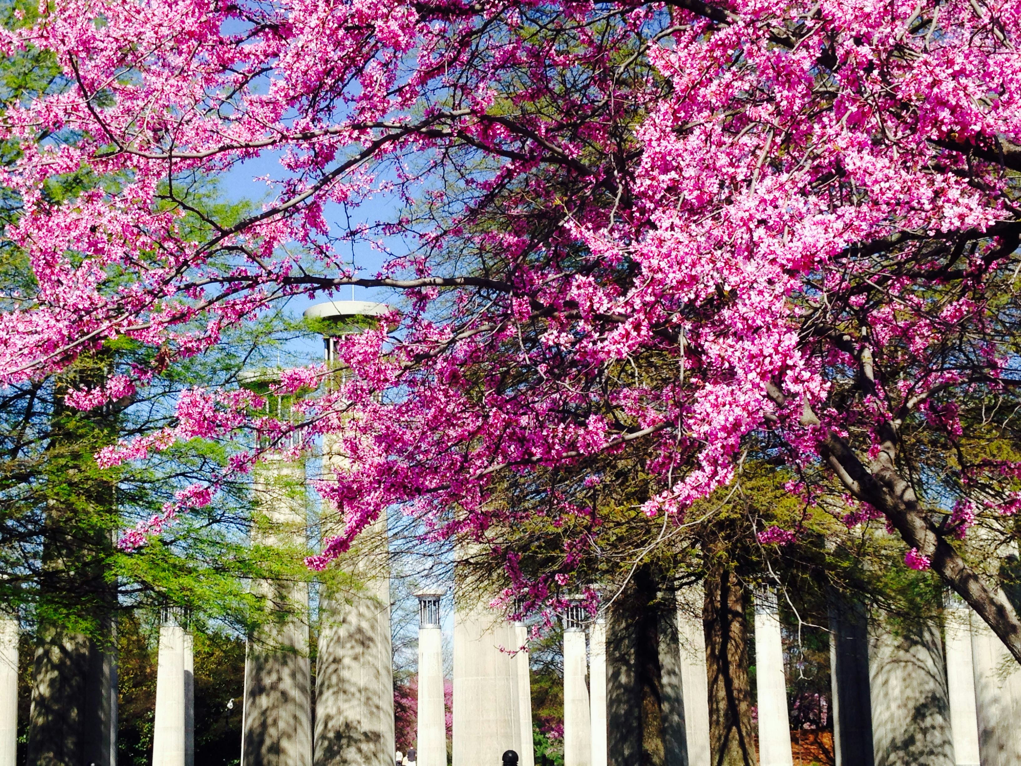 8 Best Places To See Cherry Blossoms This Spring, Because Washington, D