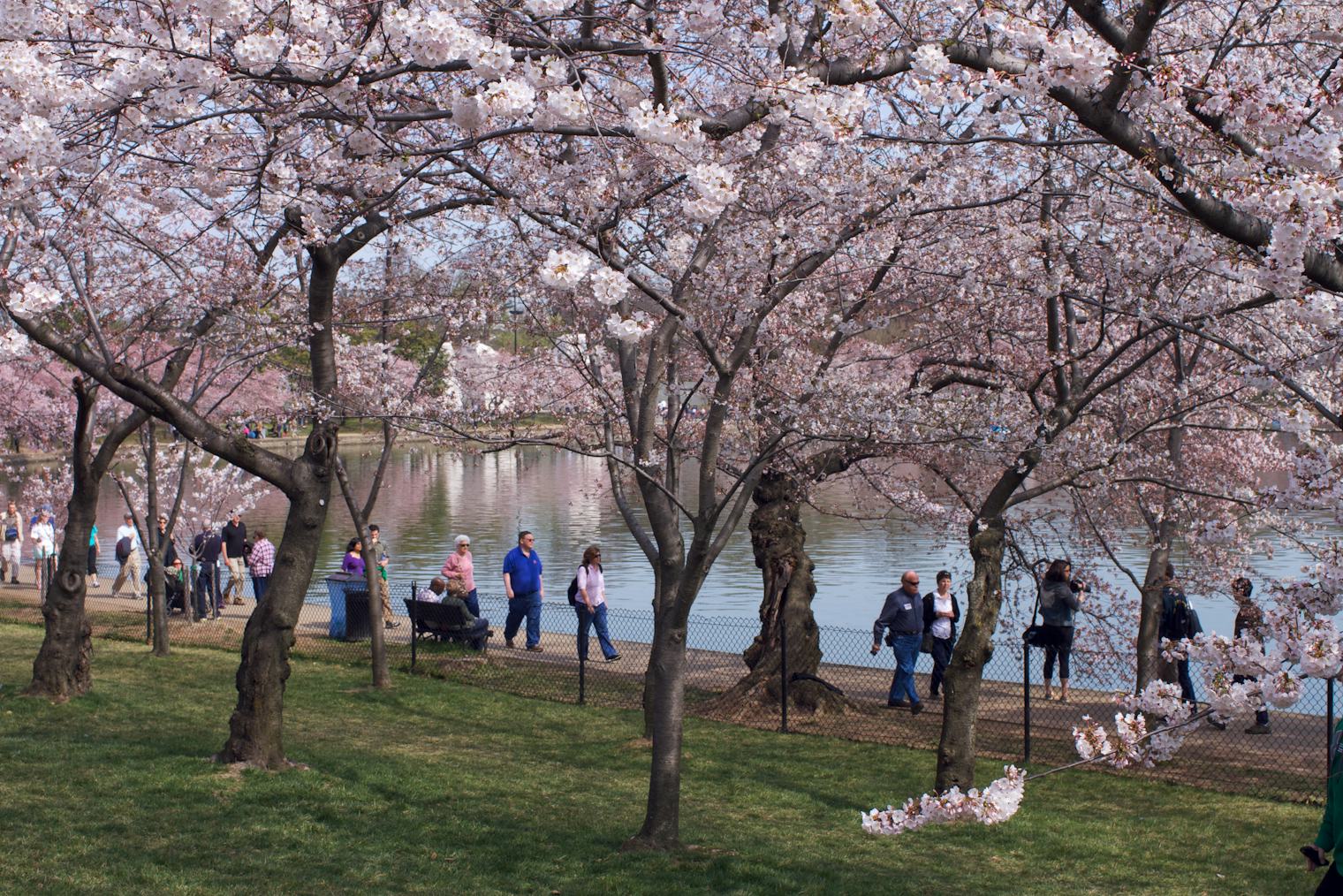 8 Spring Festivals In America That You Have To Attend At Least Once In ...