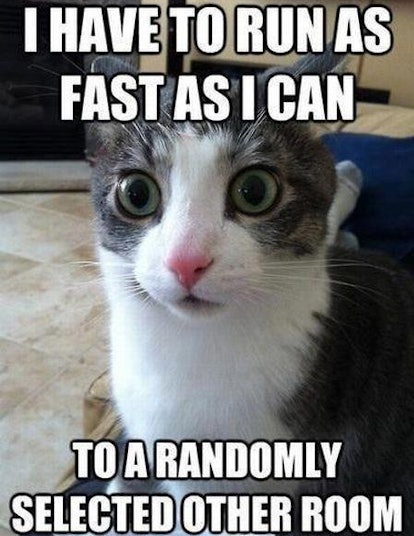 14 Cat Memes That Will Help You Celebrate The Best Day Of The Year