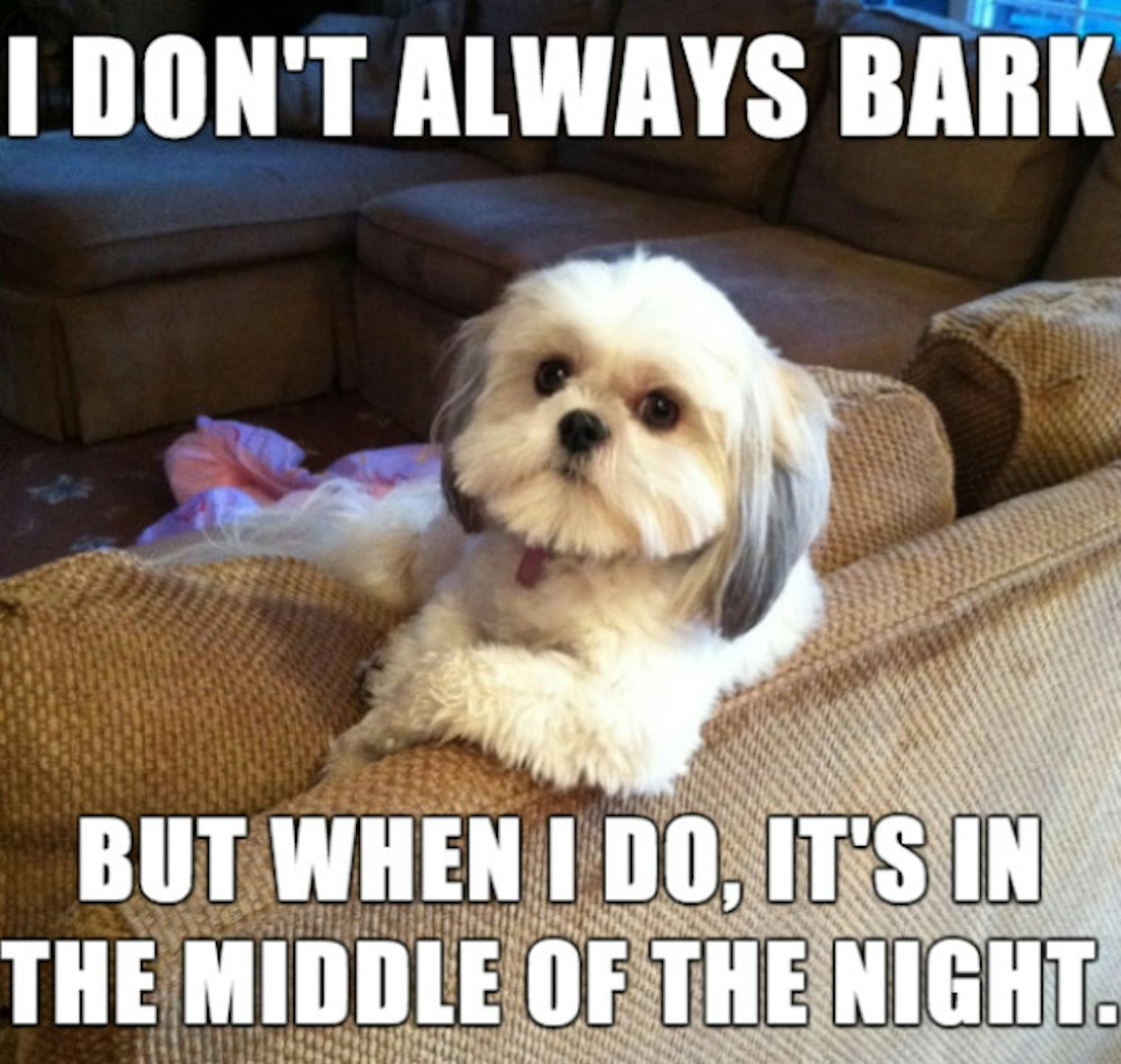 11 National Dog Day Memes That Are Just As Hilarious As They Are Cute
