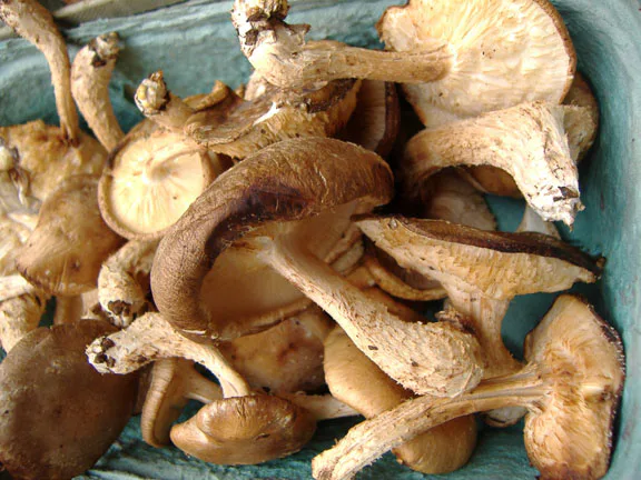 9 Fall Vegetables That Are In Season Right Now And How To Use Them In The Most Delicious Ways 