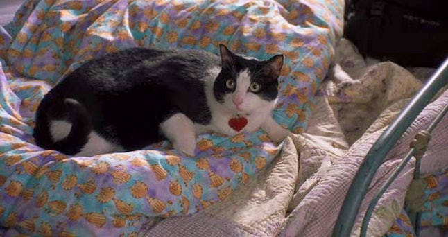 8 Reasons Why The Princess Diaries Fat Louie Was The Real Star Of The Film