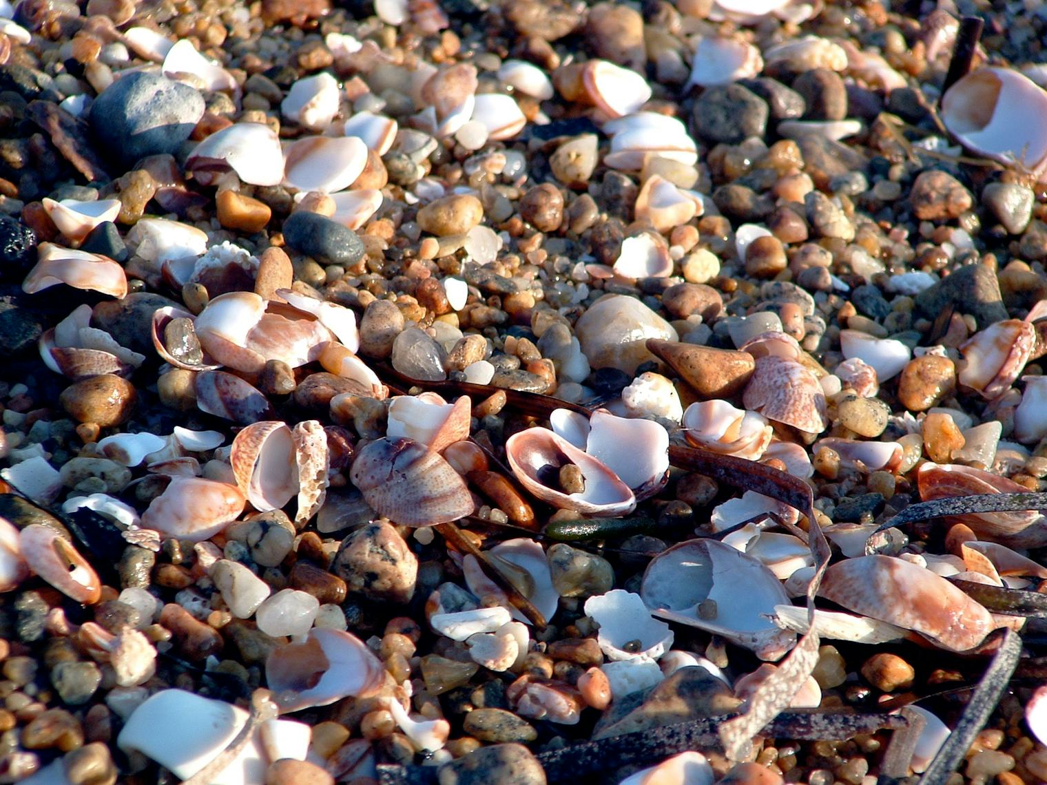 20 Reasons To Visit Cape Cod This Summer, Because Everyone Should ...