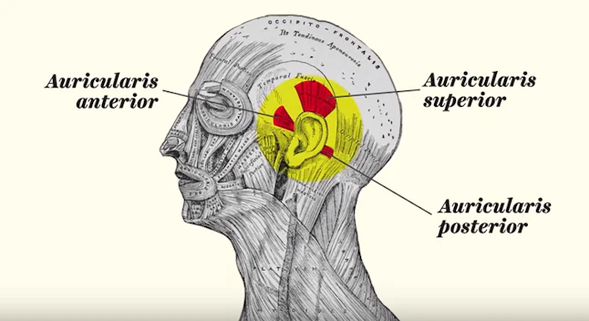 Vox's "Proof Of Evolution That You Can Find On Your Body" Video Will ...