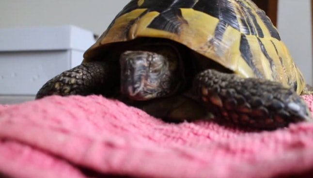 Man Wakes Up His Pet Tortoise Who Has Been Hibernating In A Fridge For ...