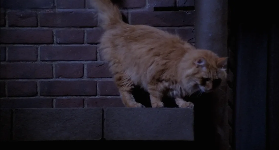 Ranking Every Animal On 'Friends,' From Marcel The Monkey To Mrs ...