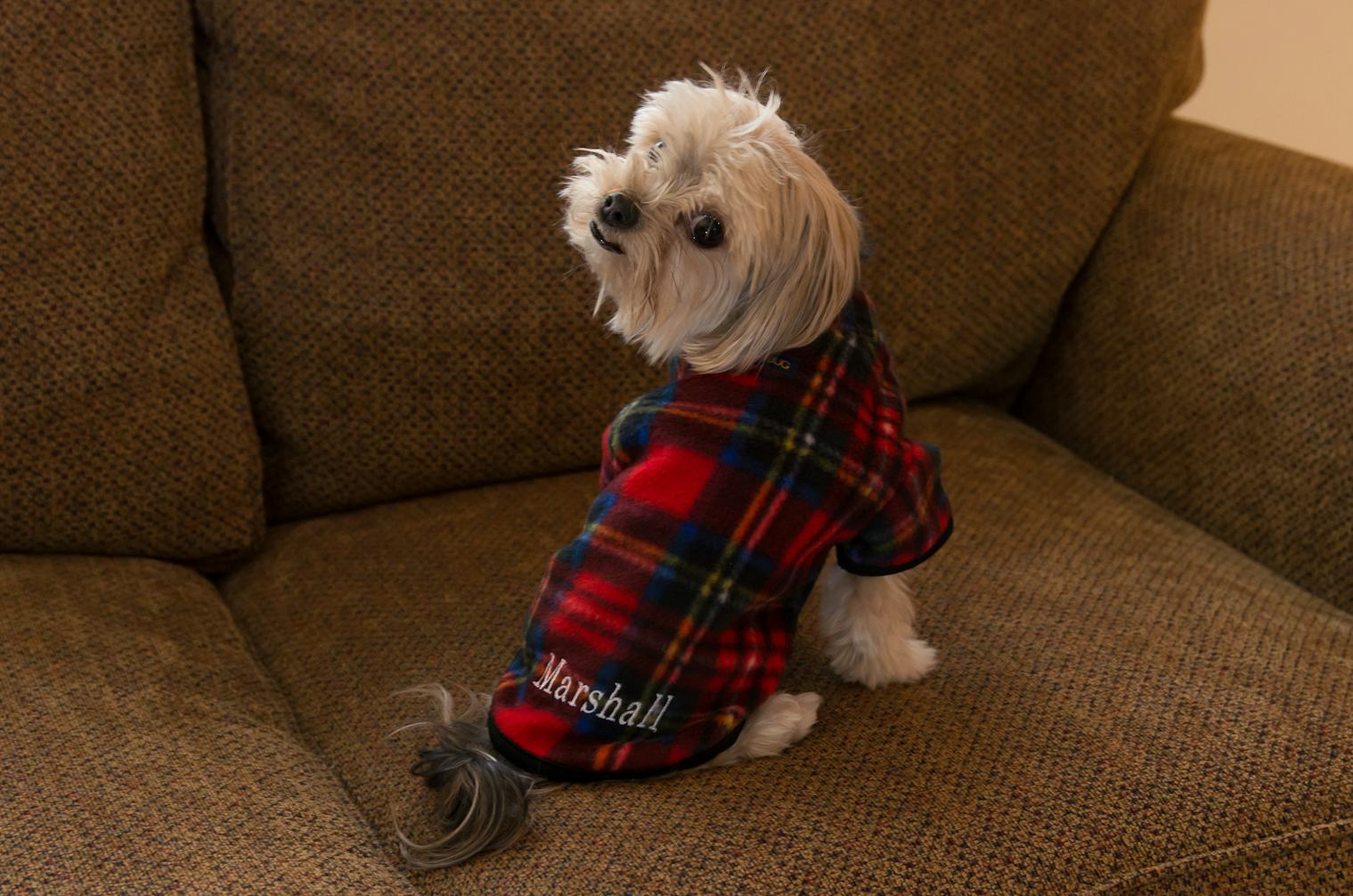 11 Matching Dog & Owner Pajamas That Are Adorable From Head To Paw — PHOTOS