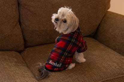 matching dog pajamas owner christmas plaid pet