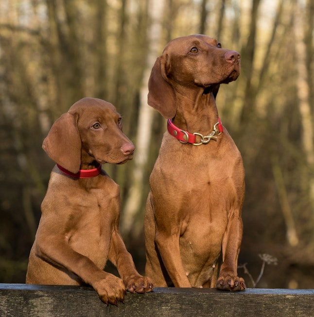 The 7 Best Dog Breeds For Fighting Depression