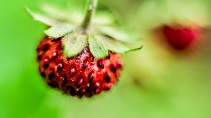 A wild strawberry growing during the Summer Solstice