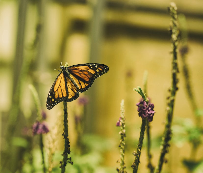 An orange-and-black butterfly sitting on a flower in the garden during the Summer Solstice