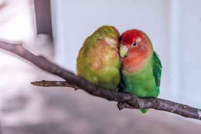 A couple of green-and-red parrots sitting on a branch