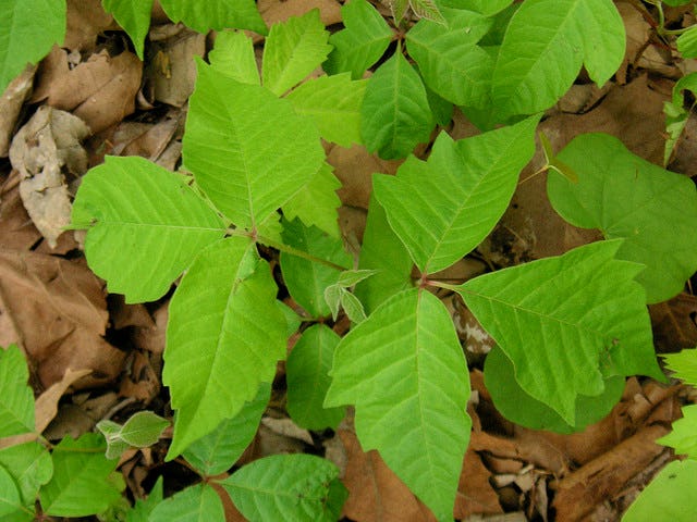 How To Get Rid Of Poison Ivy As Fast As Possible: 7 Tips From Someone ...