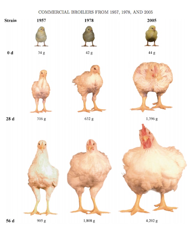 Fat Chickens Are Fatter Than Ever Due To America's Love Of White Meat