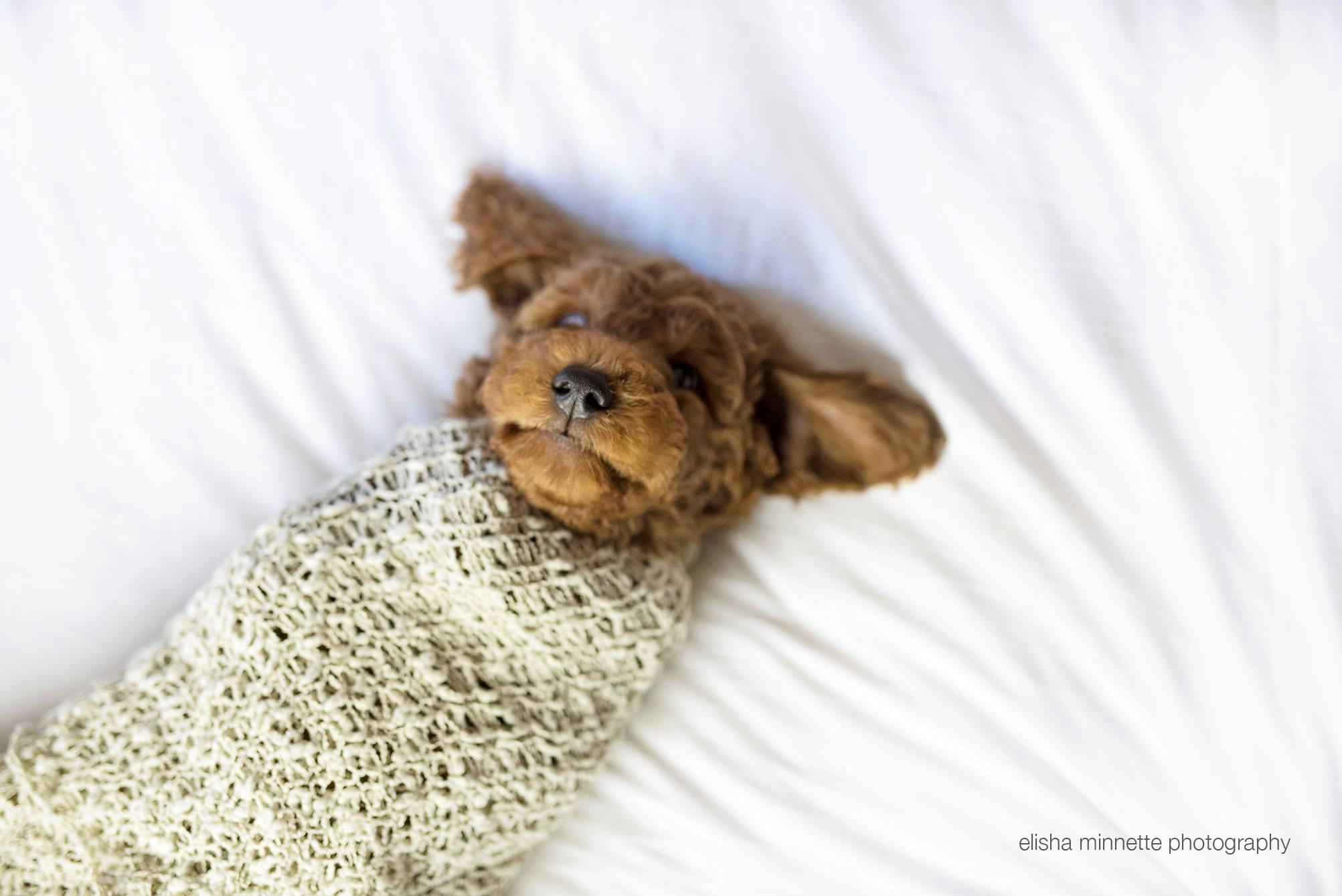 puppy swaddle