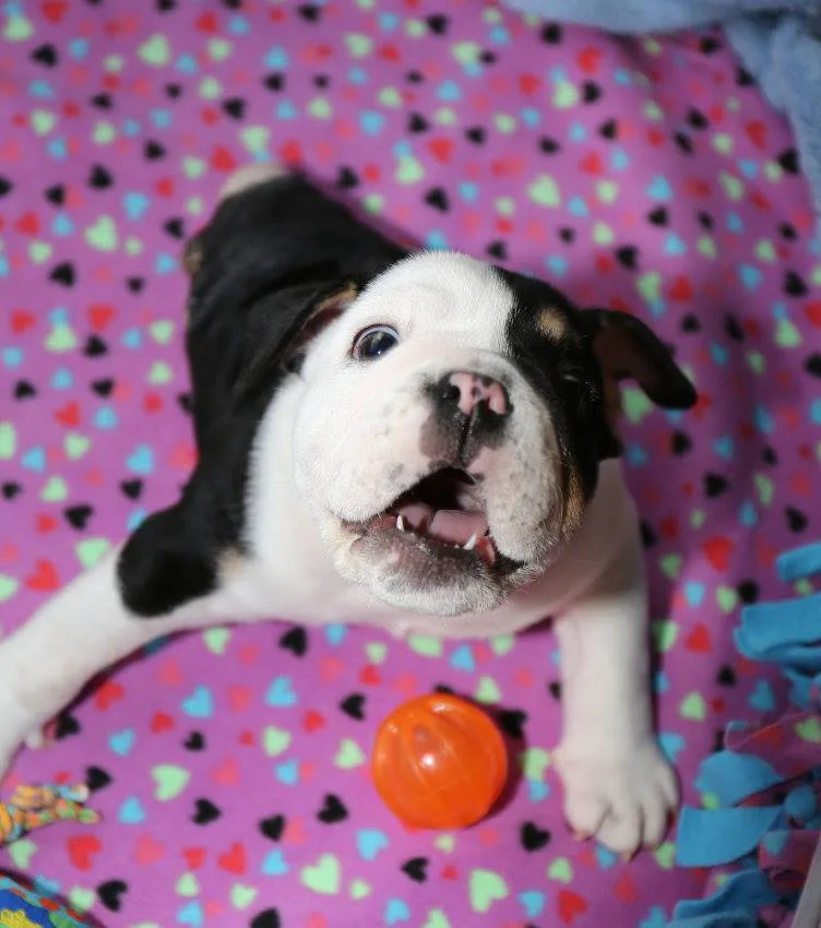 This Puppy Only Has Half Of His Body From A Spinal Condition, But He Has  The Whole Internet On His Side  PHOTOS