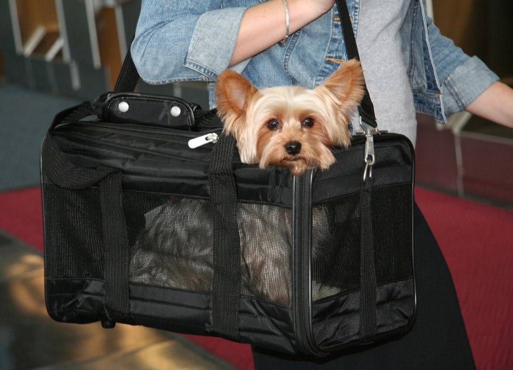 Flying With Your Dog InCabin? Everything You Need To Know Before You Board