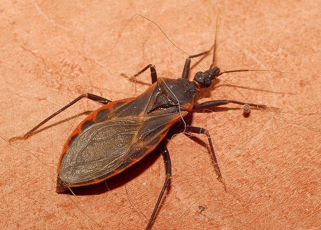 Paranormal Insects 9 Horrifying Insects That Live In The United States (That Can Actually ...