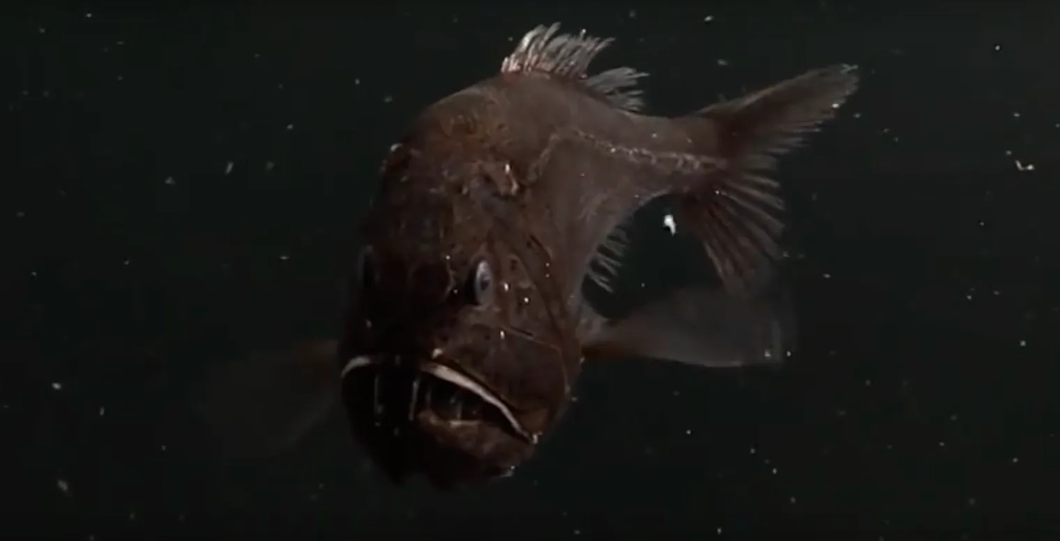 15 Terrifying Things In The Ocean, Because 'Jaws' Has Nothing On These ...
