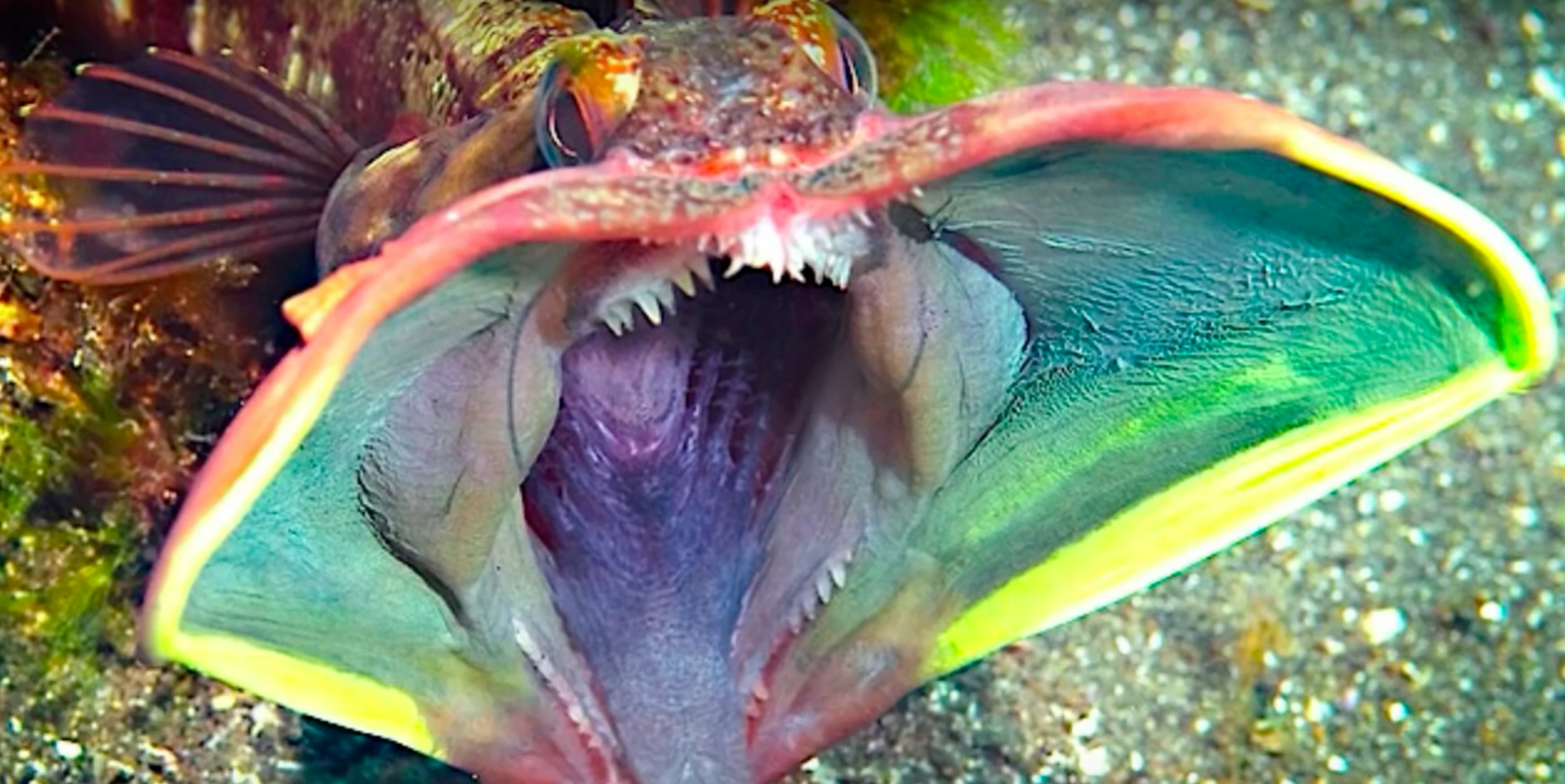 15 Terrifying Things In The Ocean, Because 'Jaws' Has Nothing On